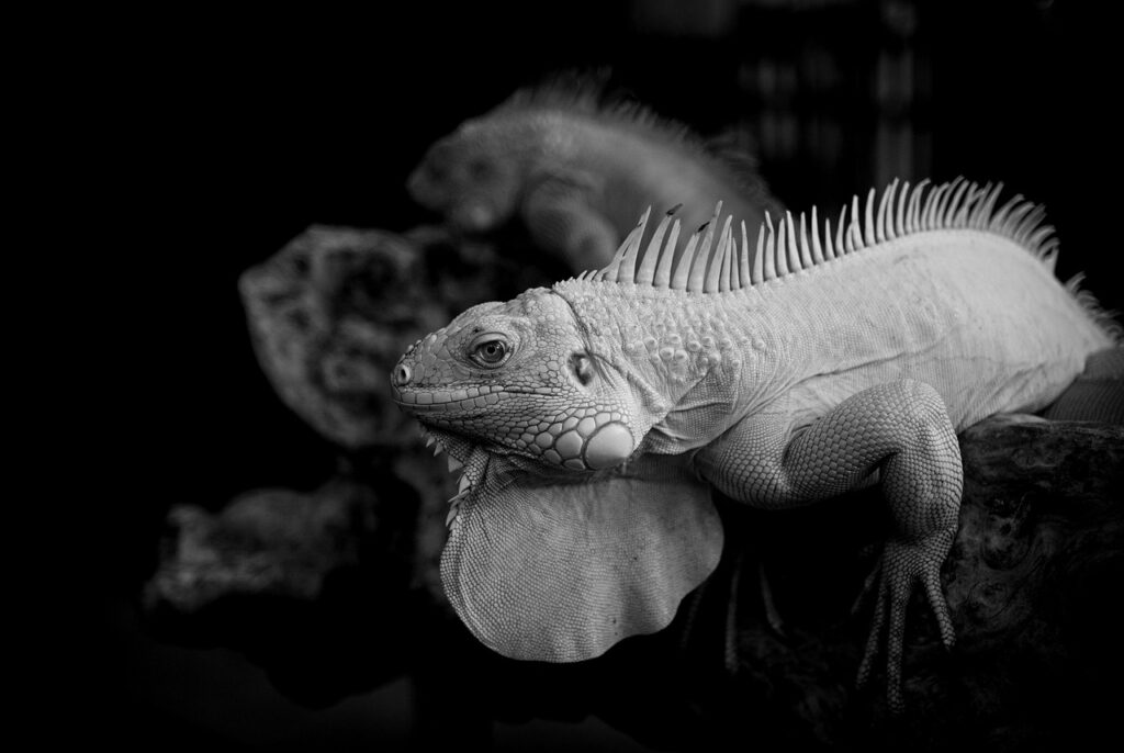 モニター調査とは何か、その目的と方法を解説しますか？