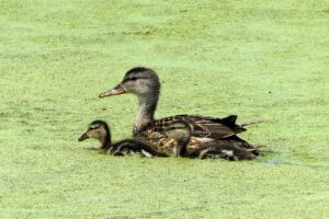 育児中の方におすすめの夜の副業は？